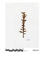 藏品(尖瓣光萼蘚)的圖片